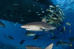 Caribbean reef shark diving at tiger beach