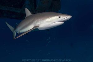 Caribbean reef shark diving.