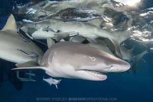 Diving with lemon sharks