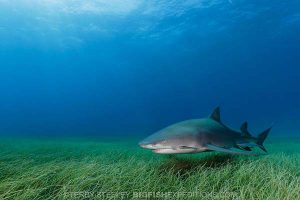 Lemon shark diving in the Bahamas