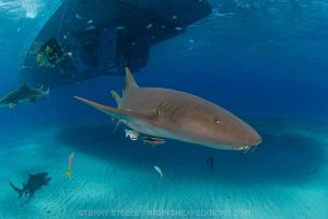 Nurse shark diving at Tiger Beach