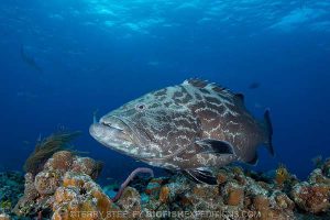 Black group at Fish Tales