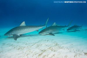 DIVE 5: The tigers are here! Five rather aggressive tiger sharks. The feeders aboard the Dolphin Dream did an awesome job of keeping them in line. LOL