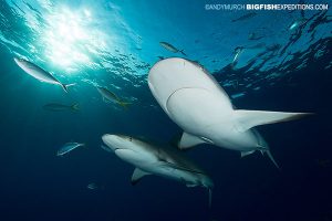 DIVE 14: 4 tigers no food. I am still in awe every time one swims past me. Its easy to forget about the reef sharks but they're beautiful too and formidable when the moment strikes them.