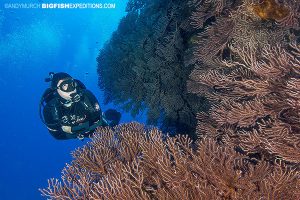 DIVE 10: Dove a new site for me named Mountains. Absolutely beautiful reef with a resident population of reef sharks. Super healthy coral walls dripping with enormous gorgonians.