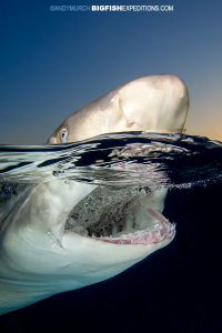 LEMON SNAP SESSION 2: Great session in flat calm seas. Getting shots like this was a snap! lol