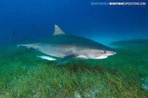 DIVE 11: Zipped back to Fish Tales for a late afternoon feed with four beefy tigers. Stay off the grass!