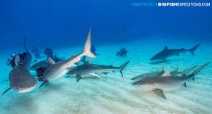 DIVE 15: Could only get six in a fame but there were SEVEN tiger sharks on this dive!