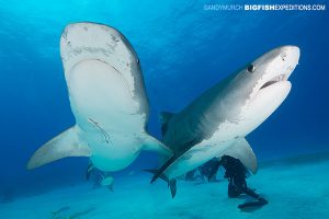 Tiger shark diving at Tiger Beach.DIVE 17: 3 Tigers on the reef during the last hoorah!