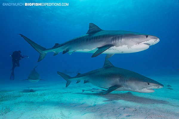 DIVE 12: Great feed with four tigers plus a fifth that showed up just before we surfaced.