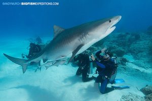 DIVE 6: Five tigers and the feed. Crazy currents made it tough to stay in position.