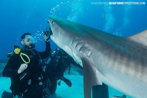 DIVE 4: Two tigers on the first feed today. There was a little confusion about what was on the menu!