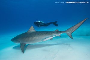 DIVE 16: 4 well behaved tiger sharks and another fly-by from a great hammerhead.