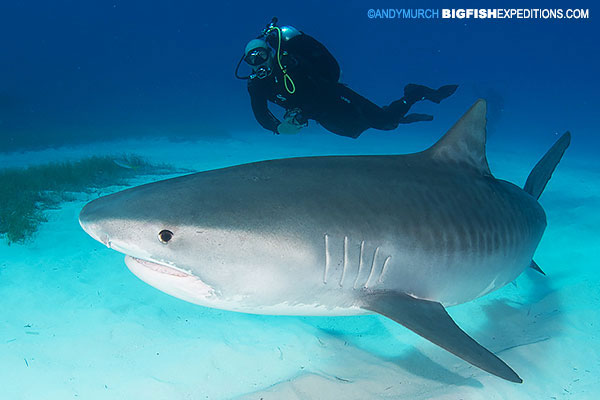Diving with tiger sharks