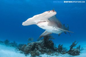 Great hammerhead shark diving at Tiger Beach.