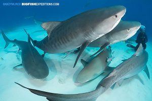 Tiger shark diving