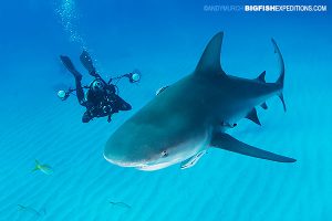 Bull shark diving at Tiger Beach.