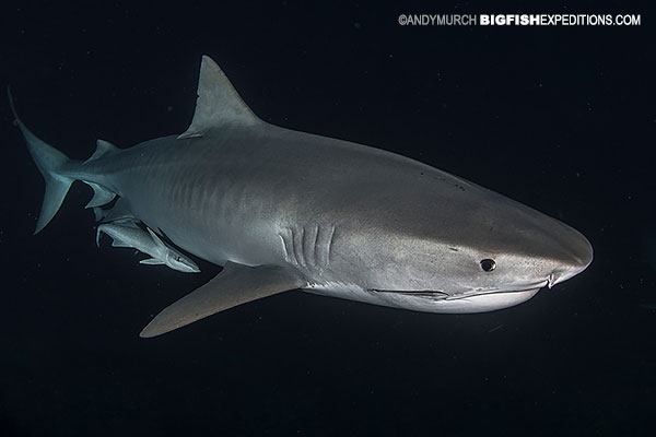 shark night tiger shark