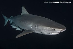 Tiger shark diving at night.