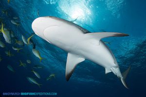 Caribbean reef shark diving.