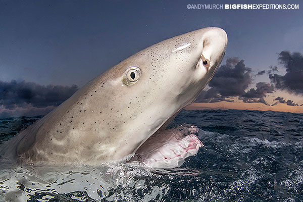 Lemon shark split at tiger beach.