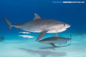 Tiger Shark diving