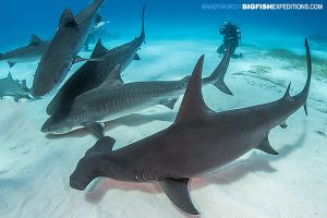 dive with tiger sharks and hammerheads