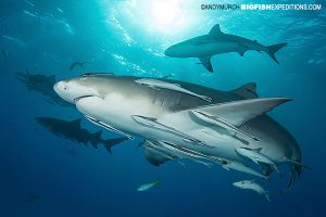 Lemon shark diving