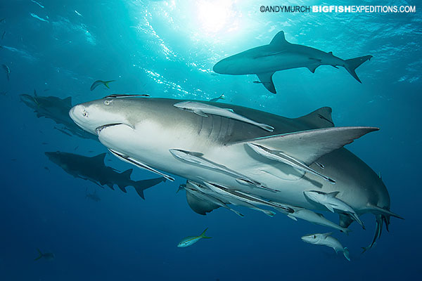 Lemon shark diving