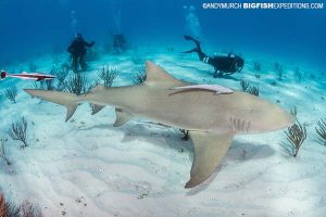 Tiger Shark Diving