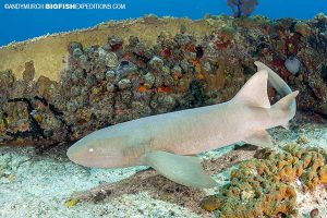 Tiger Shark Diving