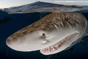 Tiger Shark Diving