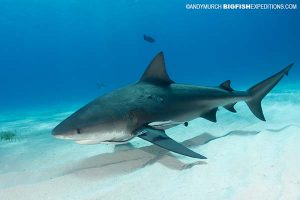 Tiger Shark Diving