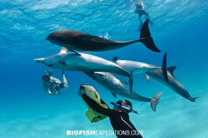 Diving with Atlantic spotted dolphins at Tiger Beach in the Bahamas