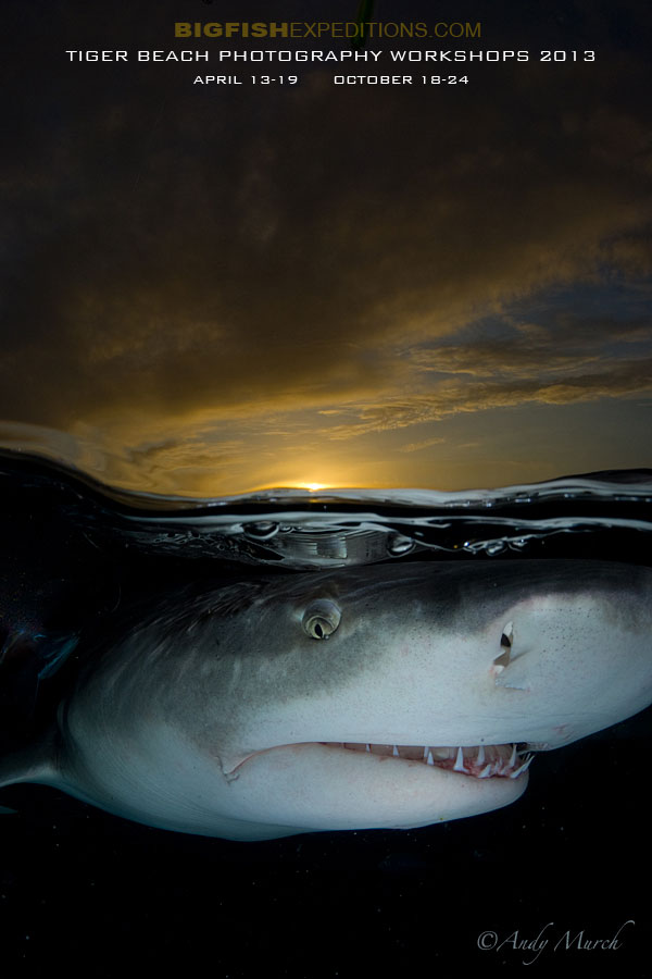 Tiger Beach Shark Shootout