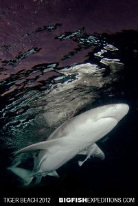 Lemon shark at sunset at Tiger Beach