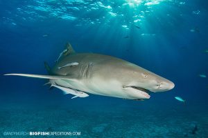 Lemon shark at Tiger Beach diving.