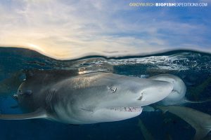 Lemon sharks at Sunset at Tiger Beach in the Bahamas