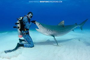 Tiger Beach shark feeding