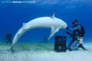 Tiger Shark spinning at Tiger Beach i the Bahamas