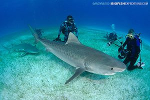 Divers with a Tiger Shark st Fish Tales near Tiger Beach.