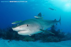 Tiger Shark at Tiger Beach