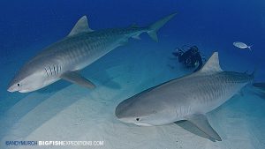 Two tiger sharks diving at Tiger Beach in the Bahamas