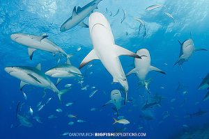 Diving with Caribbean Reef Sharks at Fish Tales in the Bahamas (near Tiger Beach)