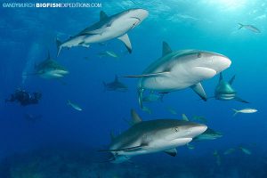 School of Caribbean Reef Sharks at Fish Tales near Tiger Beach