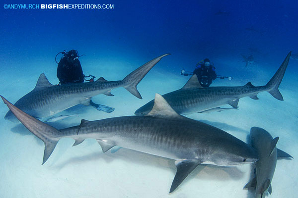 Dive with three tiger sharks at Tiger Beach.