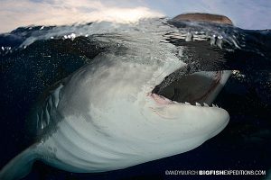 Tiger Shark Breach at Tiger Beach