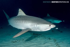 DIVE 2: Dropped in just before dusk. Four tigers swimming around us already and we haven't even started feeding them yet!