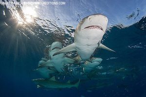 Lemon Sharks