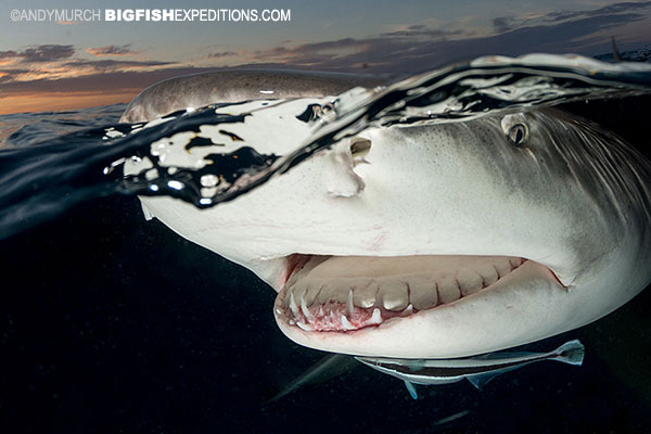 Lemon Snap. A lemon shark breaks the surface at Tiger Beach